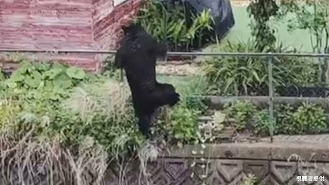 住宅街でクマ捕獲も…“もう1頭”いる可能性　住民の不安続く　宇都宮 1枚目