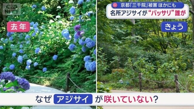 美しい庭園が人気の三千院