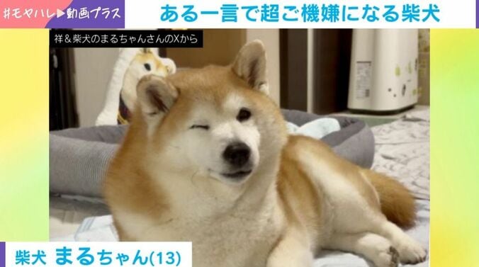 ある一言で“ニッコニコ”になる柴犬