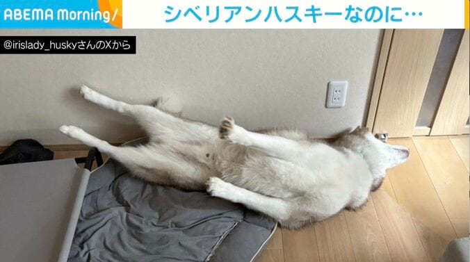 シベリアンハスキーのナイトくん