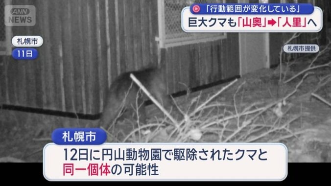 円山動物園で駆除されたクマと同一個体か