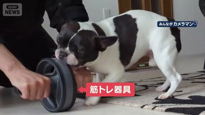 筋トレ器具に興味津々