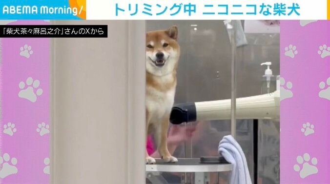 柴犬の茶々麻呂之介くん