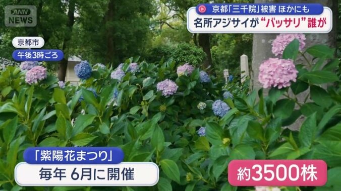 藤森神社のアジサイまつり