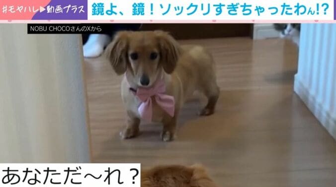 鏡に映る“謎の相手”に困惑!?
