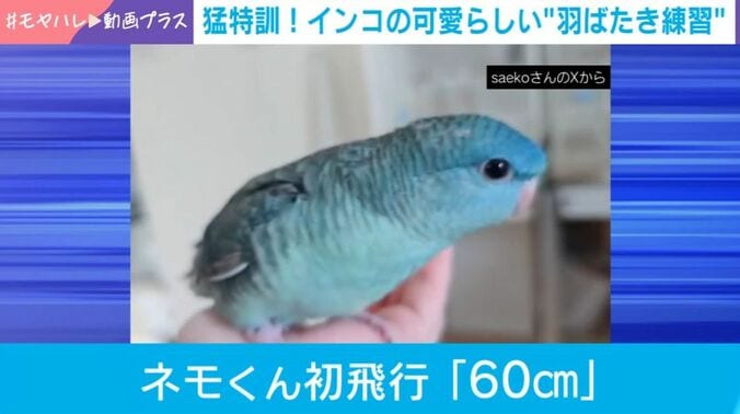 ネモくん