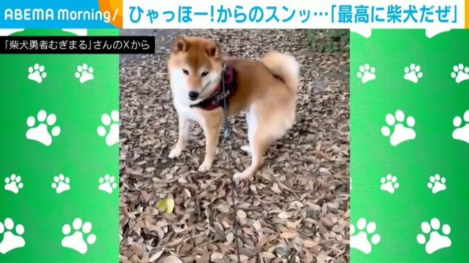柴犬のむぎまるくん（4歳）