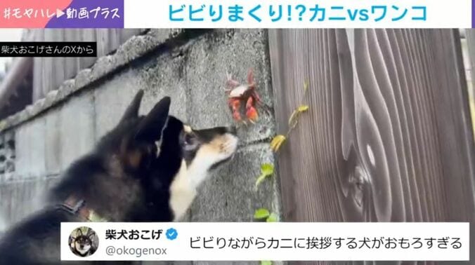 柴犬のおこげくんとカニ