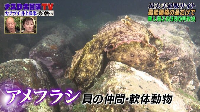 井上咲楽が無人島で調達した“得体の知れない生物”の衝撃映像！バイきんぐ小峠「マジで1番嫌い」と酷評 2枚目