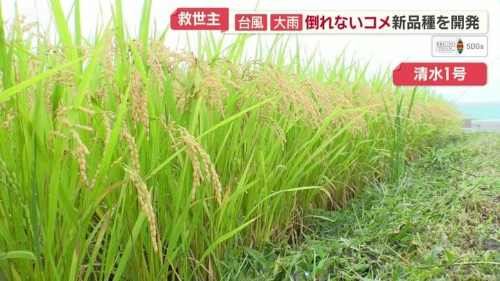 台風の激しい雨風でも倒れない清水1の穂