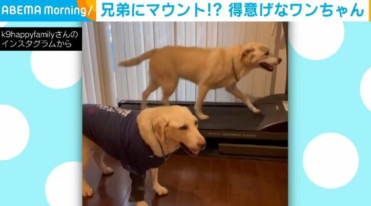 犬「こうやって乗るんだよ」兄弟にマウント！？ “ドヤ顔” で走る姿に「乗れなかった子抱き締めてあげたい」「愛嬌があってかわいいわぁ〜」など話題