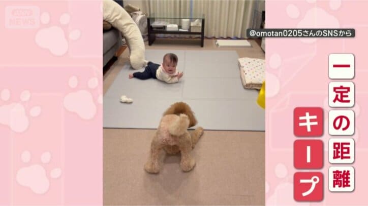 これ以上は近づかないワン