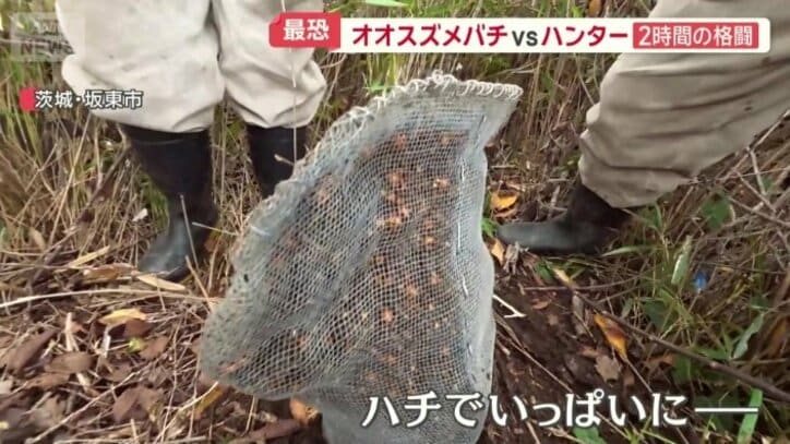 おっかぶせはハチでいっぱいに