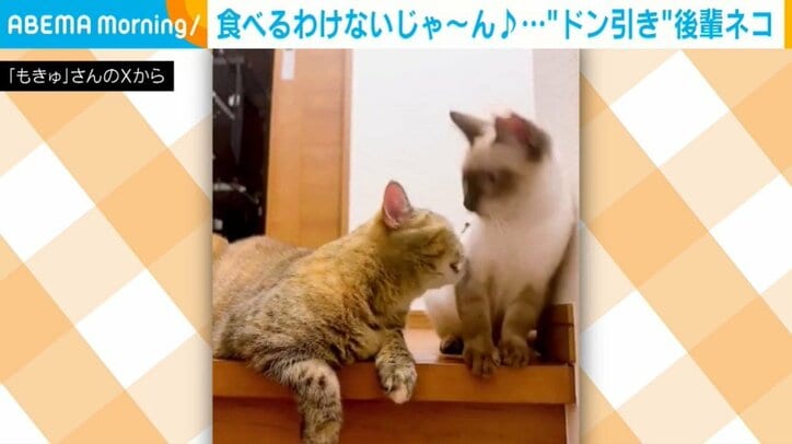 猫のモモちゃんとチロルちゃん
