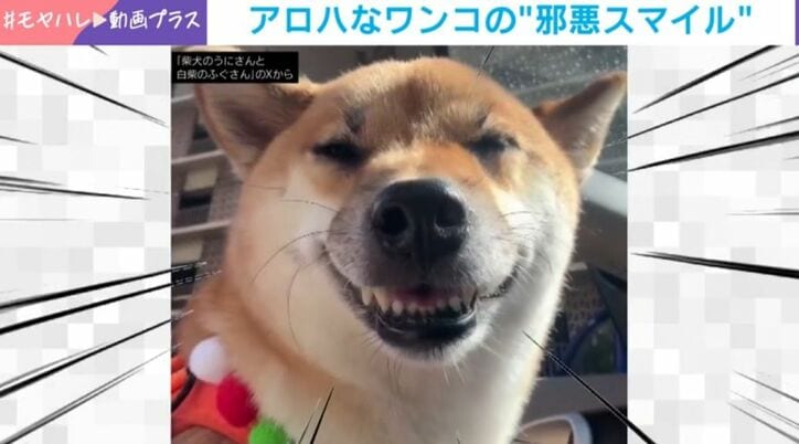 柴犬・うにちゃん