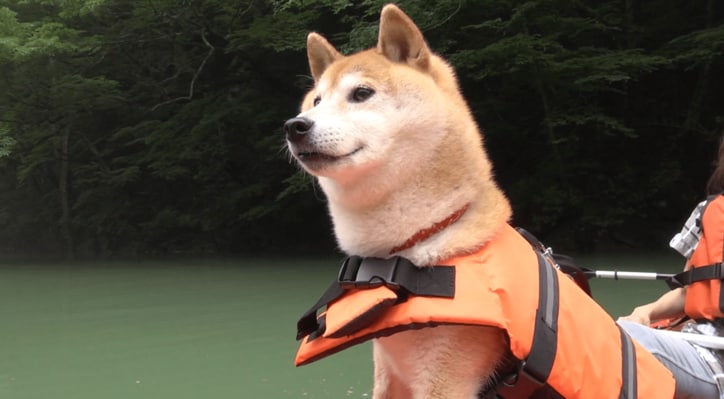「感動だワン！」柴犬かぼすちゃん、 美しすぎる大自然の中でカヌー挑戦で