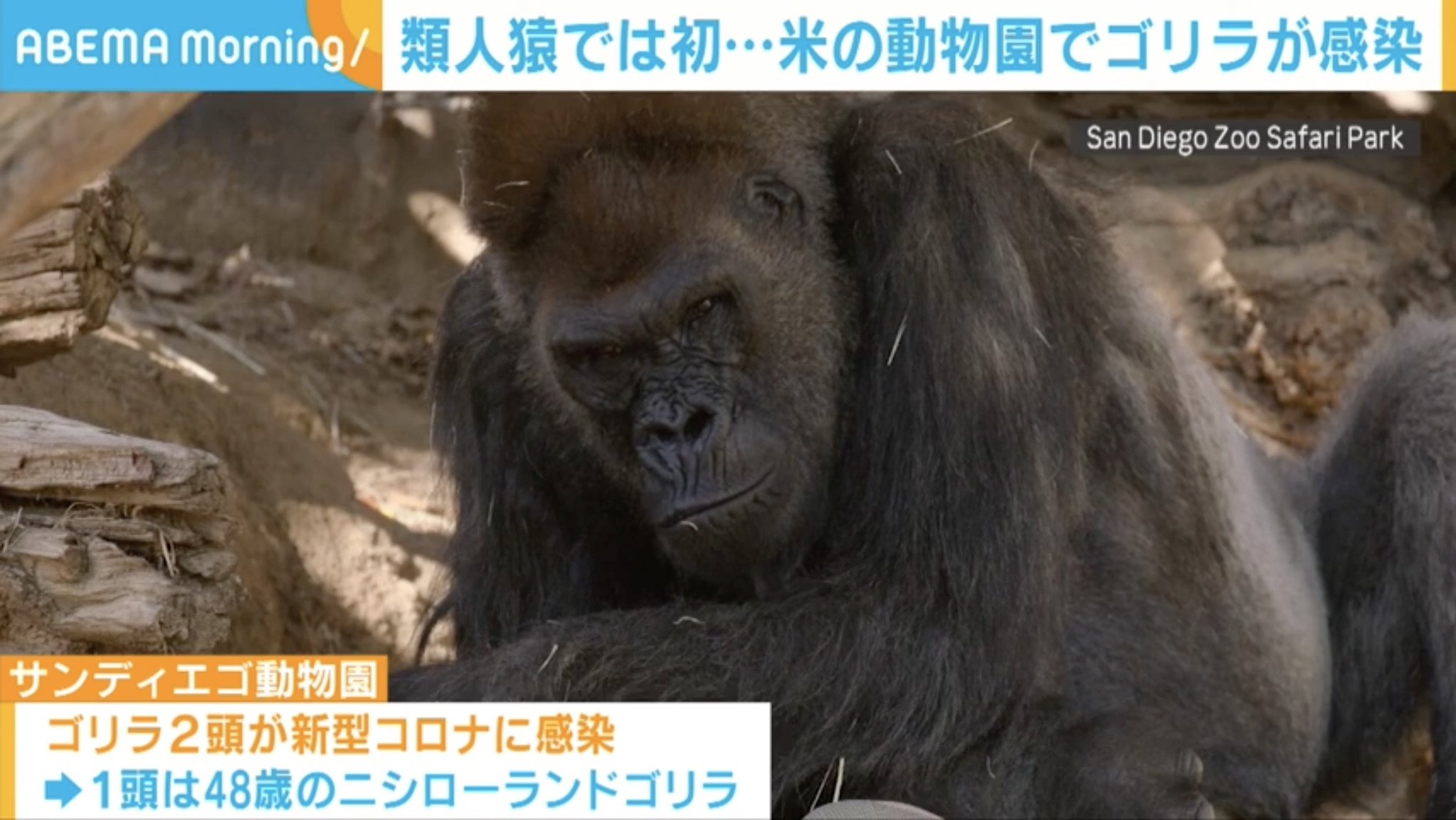 類人猿では初 アメリカの動物園でゴリラが新型コロナ感染 鼻づまりや咳の症状 国際 Abema Times