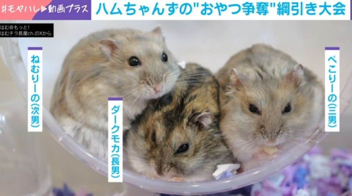 ハムスター兄弟のおやつ巡る激戦→まさかの結末に「かわいい」「この