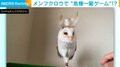 フクロウ危機一髪!? 頭に羽を挿していくドキドキゲーム “当たり”がかわいすぎると話題