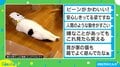 仰向けで足がピーン!人間のような猫の動画がSNSで240万回再生の大反響「嫌なことがあってもこれ見たら笑える」
