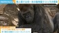 類人猿では初…アメリカの動物園でゴリラが新型コロナ感染 鼻づまりや咳の症状