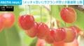 甘酸っぱい初夏の味!サクランボ狩りシーズン到来