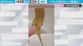 「最高か」ヤモリの足が優しく“ペタッ” 飼い主の心を掴むキュートな仕草に「なんでこんなに可愛いの」の声