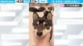 それは...お手じゃない！飼い主の指示に、予想外の行動をする“柴犬”に「可愛いから許す！」「ものすごく真剣な顎！ですね」と話題沸騰