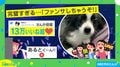 カメラに「ちゅっ！」 完璧な“ファンサ”をしてくれるイヌに「幸せホルモンが沢山出た」と歓喜の声