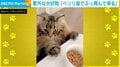 目を輝かせて猛ダッシュ！猫の“意外な大好物”に近づく姿に飼い主ほっこり