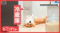 守護犬「動かしたら戻してワン」　冷蔵庫前を死守するワンちゃん　どうしてこだわる？