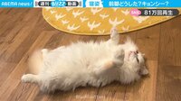 【映像】思わず「ツボる」猫の寝姿