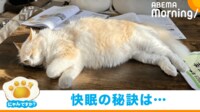 【映像】寝心地よさそう…“スマホ枕”でぐっすり眠る猫
