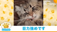 【映像】前足で飼い主の手をホールドしておやつを食べる猫