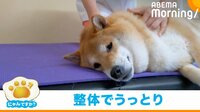 【映像】整体師のマッサージを受ける柴犬