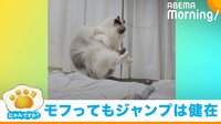 「にゃんですか」豪快ジャンプ編