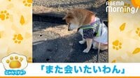 柴犬が散歩中に“たぬき”を発見 また会えると信じて遭遇場所で待つ姿が話題