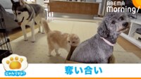 【映像】じゃれるようにベッドを奪い合う2匹の犬と猫