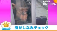 チンパンジーもスマホのインカメで“身だしなみチェック”?