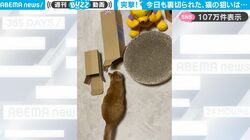 猫が狙いを定め、勢いよく箱の中に突進！ かと思いきや予想外の“獲物”に「そっちかーいw」思わずツッコミ