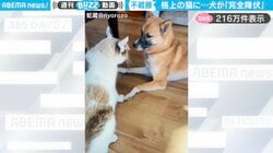 至近距離でにらみ合う「犬VS猫」… “まさかの結果”に「ご主人助けて…って目で訴えながら降伏するの最高に可愛いw」