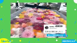 極寒の天然アート“花手水”が話題 彩り鮮やかで幻想的な光景に「美しさを封じこめたようで素敵」見惚れる人続出
