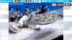 イカにエサをあげたらどうなるか？ 想像を超えたヤバすぎる動きがネット上で話題に 「ヤバい…何回も見てしまう」「可愛すぎる」