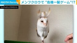 フクロウ危機一髪!? 頭に羽を挿していくドキドキゲーム “当たり”がかわいすぎると話題