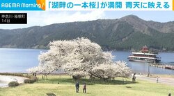 「湖畔の一本桜」が満開 青天に映える