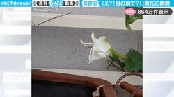 「え？！目の前で？！」みるみるうちに開くヨルガオの花に「奇跡の瞬間！」「思ってた以上に咲くスピード速くてびっくり！」と反響