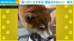「11年も犬として生きているのに…」“食べ方がヘタすぎる”柴犬の姿が「しゅん…てしているのが最高に可愛い」など話題に