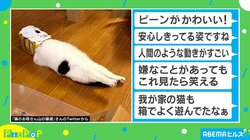 仰向けで足がピーン！人間のような猫の動画がSNSで240万回再生の大反響「嫌なことがあってもこれ見たら笑える」