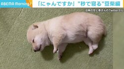 「電池が切れたみたい」「足ピーンが最高にかわいい」 “秒で寝る”豆柴の赤ちゃんが話題