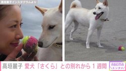 高垣麗子、16歳で旅立った愛犬・さくらとの別れから1週間「少しずつ気持ちの整理もついてはきました」思い出を振り返る
